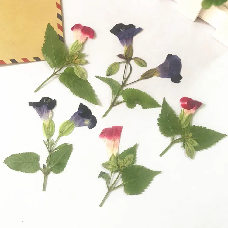 12pcs/4-7cm,Natural Pressionado Flor com as folhas,Real flor de DIY convite de Casamento presente Ficha de Decoração,vela Perfumada decoração